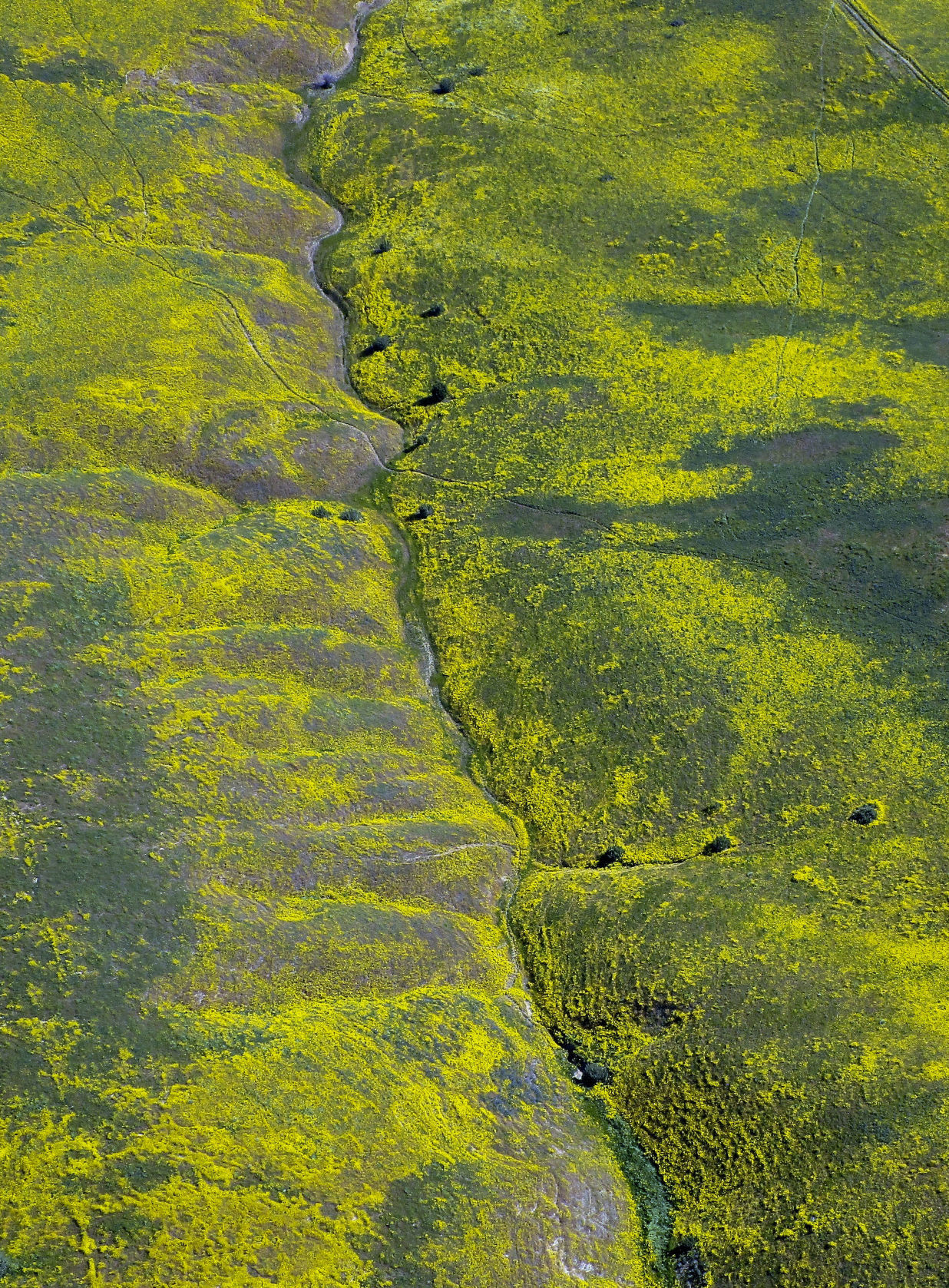 041319 Superbloom Soda Lake 03.jpg